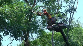 За июль городские службы Благовещенска провели санитарную обрезку почти 300 деревьев