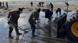 Число погибших дельфинов после разлива мазута в Керченском проливе выросло до 84