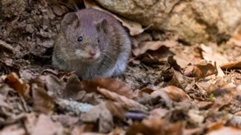 В Марий Эл четыре человека заразились мышиной лихорадкой на прошлой неделе