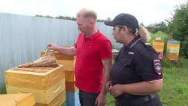 Причину массовой гибели пчел на пасеке выясняют в Челябинской области