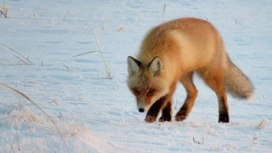 Neve pesada e previsão blizzard lugares Orenburg em 24 de fevereiro