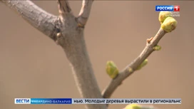 В КБР высадили деревья в рамках реализации нацпроекта "Экология"