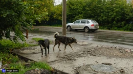 В Томске начато уголовное дело по факту нападения бездомных собак на детей