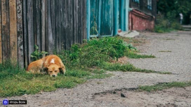 Томский СК проводит проверку из-за нападения бродячих собак на 8-летнюю девочку