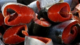 En Rusia se puede elevar bruscamente el precio del salmón