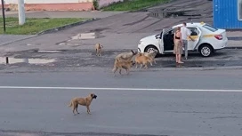 Стая собак напала на маленького мальчика в Шатуре