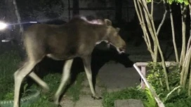 Молодой лось забрел во дворы домов на улице Суздальской в Иванове