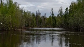 Синоптики рассказали, каким будет июль на Ямале