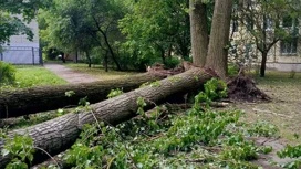 Умер ребенок, пострадавший во время непогоды в Санкт-Петербурге