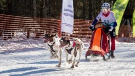 Спортсменки из Мурманской области стали призерами чемпионата и первенства России по ездовому спорту