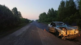 Водитель погиб при столкновении машины с лосем на дороге под Костромой