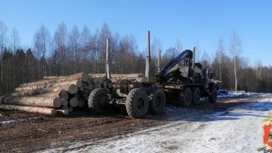 В Тверской области незаконно массово вырубили лес на 22 млн рублей