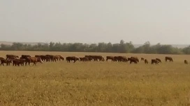 В Оренбуржье обнаружили 11 очагов произрастания конопли