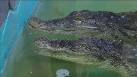 Crocodiles Gena e Shapoklyak do zoológico Astrakhan retornaram à sua aldeia nativa