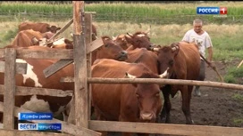 Более 20 пастбищных земельных участков получат в безвозмездное пользование сельские поселения в 2025 году