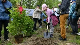 "Сад памяти": в Мурманской области высадили более 17 тысяч деревьев