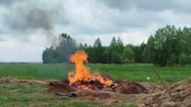 Стокилограммовую тушу крупно-рогатого скота обнаружили в поле в Удмуртии