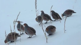 Se espera nieve en la mayoría de las zonas de Orenburg el 6 de marzo