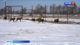 In Nalchik experienced hunting waiting for the addition