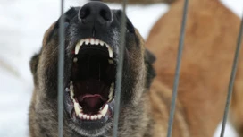 Il cane ha attaccato un passante a Sevastopol, la polizia ha iniziato a controllare