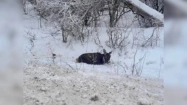 オレンブルクの国立公園付近、エルクが殺された