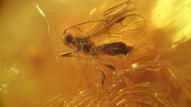 In Kaliningrad Amber fand ein unbekannter Insekten im Alter von 37 Millionen Jahren