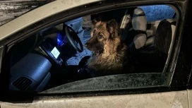 EMERCOM of Russia rescued a dog from a sunken car on Baikal