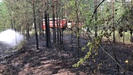 Жительница поселка Опытный чуть не устроила пожар в Бузулукском бору