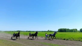 Соревнования по конным бегам состоялись на ипподроме в селе Зырянское