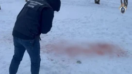 Detained the owner of the dogs that bit a schoolgirl in Stavropol