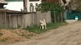 Домашний алабай напал на четырех человек в Бурятии