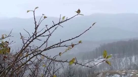 Frost does not leave the Krasnodar region