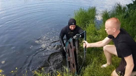 Дайверы и рыбаки приглашают костромичей на экологическую акцию в уик-энд