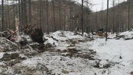 В Приамурье от рук черных лесорубов пострадали десятки лиственниц