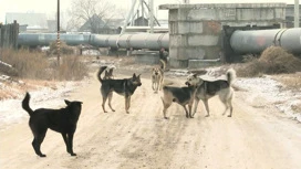 In Stavropol tötete ein paar Hunde ein Mädchen, das aus einem Hügel gerollt