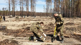 Пострадавшие от пожаров леса восстанавливают в Тюменской области