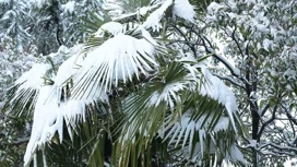 In Sochi expected snowfall and frost