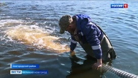 В Новгородской области проходит весеннее зарыбление водоемов