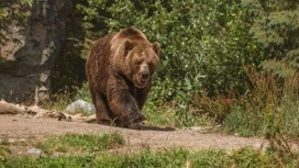 В ЯНАО установили квоты на добычу бурого медведя