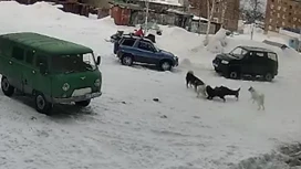 В Игарке стая собак чуть не разорвала школьницу