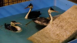 126鳥はクバンとスタボロポルで引き続き治療される