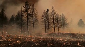 No estado americano de Nova York quebrou fortes incêndios florestais