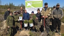 В Тверской области благодаря нацпроекту восстановили 114,5 тыс. га лесов