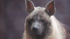 Nello zoo di Mosca si riunirà con il padre di una hyenne con un destino drammatico