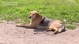 Sur les accidents communautaires et les chiens errants le plus souvent se plaignaient dans la région de Lipetsk