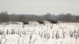 В Рыбинском районе застрелили лосиху с лосенком