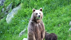 Los osos comenzaron a salir de la hibernación en las montañas de Sochi