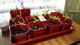 Krasnoyarsk summer residents and gardeners are already starting to prepare for sowing