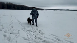 Faltando na floresta de Lipetsk de Stavropol salvo por um canino com um pastor de serviço Justa