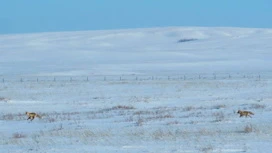 3 月 10 日 Orenburg で期待される最大 + 5 度